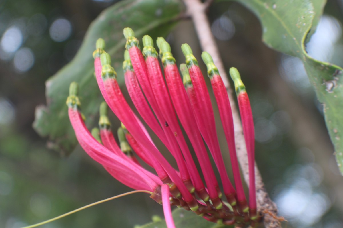 Dendrophthoe falcata (L.f.) Ettingsh.